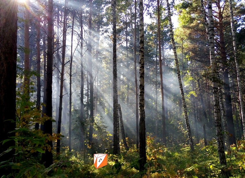 Forêt des énigmes