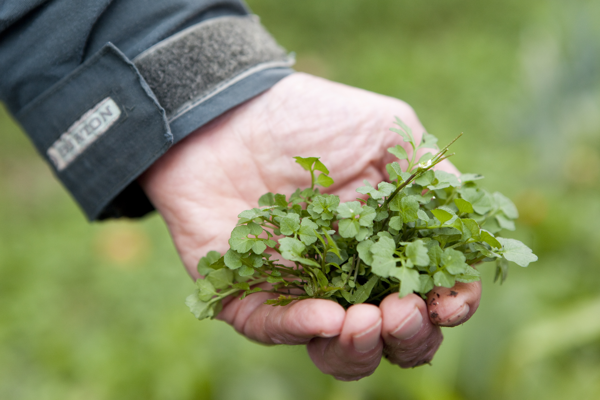 Plantes sauvages comestibles et médicinales