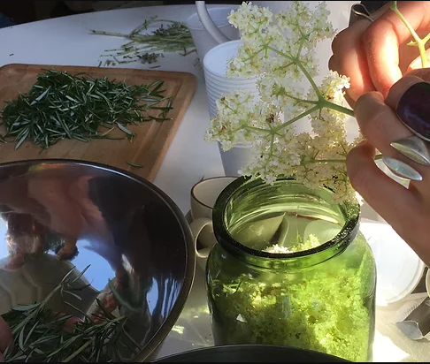 Cueillette et cuisine avec les Plantes sauvages