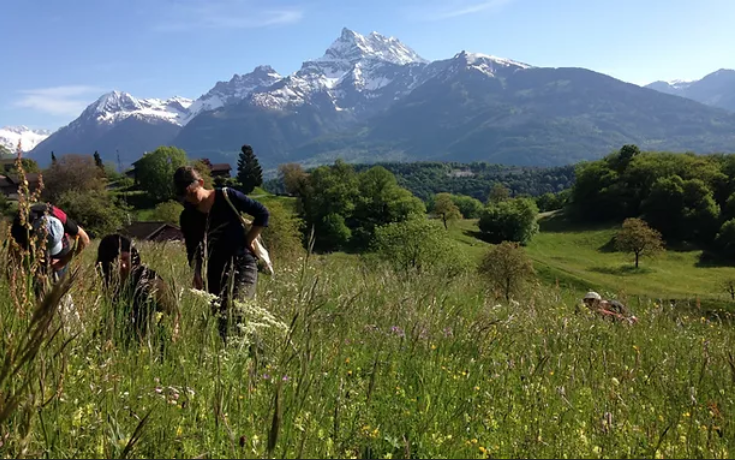 Formation sur la cueillette de plantes sauvages comestibles et médicinales