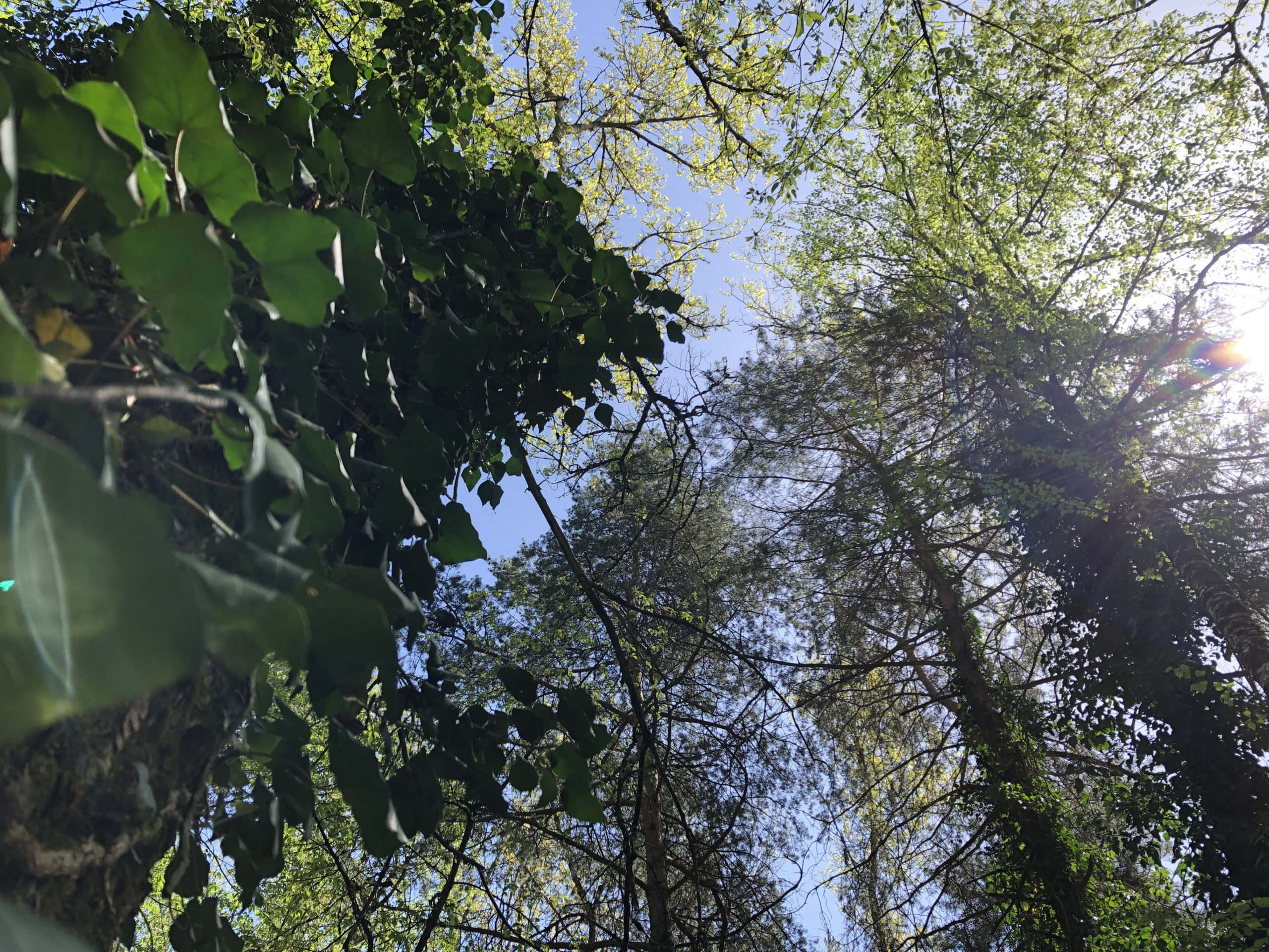Bains de forêt