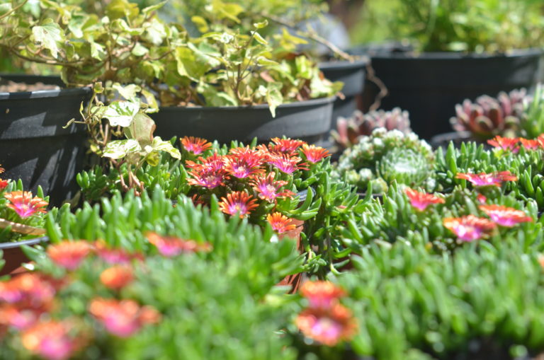 Marchés au plantons