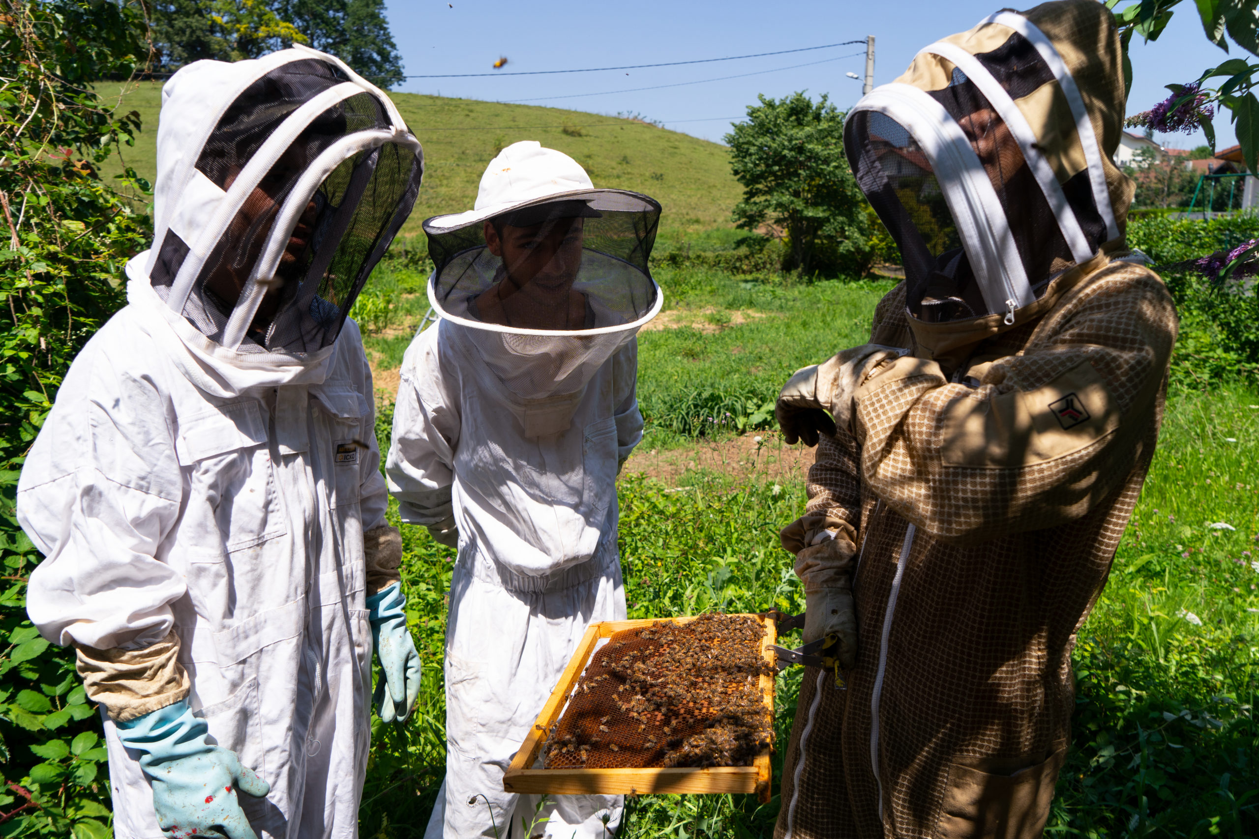 Découverte des pollinisateurs
