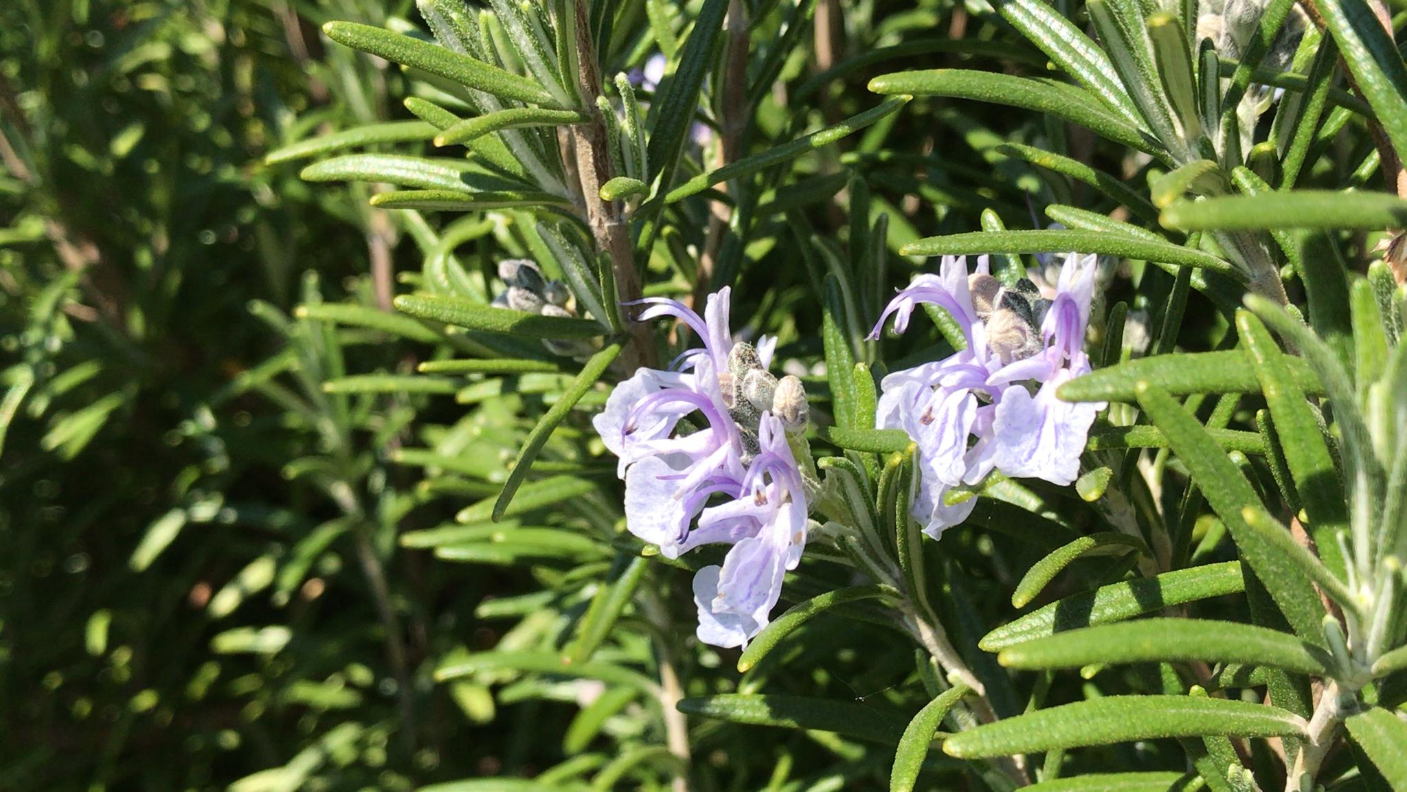 Aromathérapie